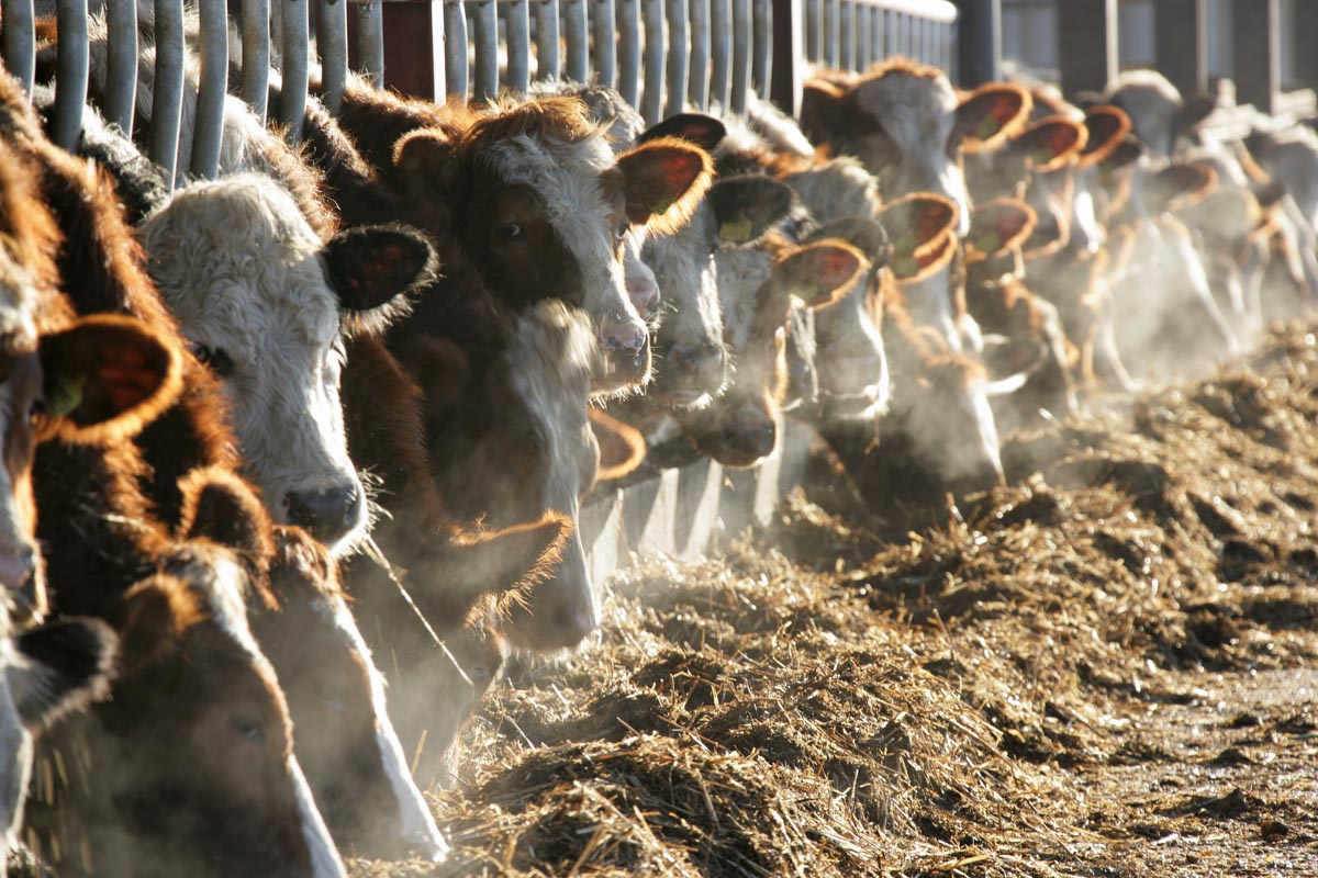Close up view of a herd of cows feeding in a barn on a cold winter afternoon in a Cheshire farm.