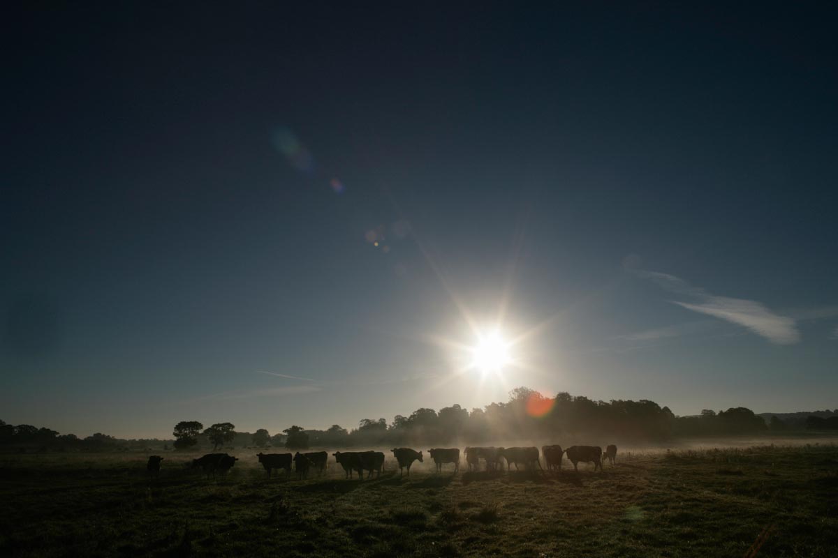 Herd of dairy cows in a Cheshire farming field with a misty sunrise scene in the background.