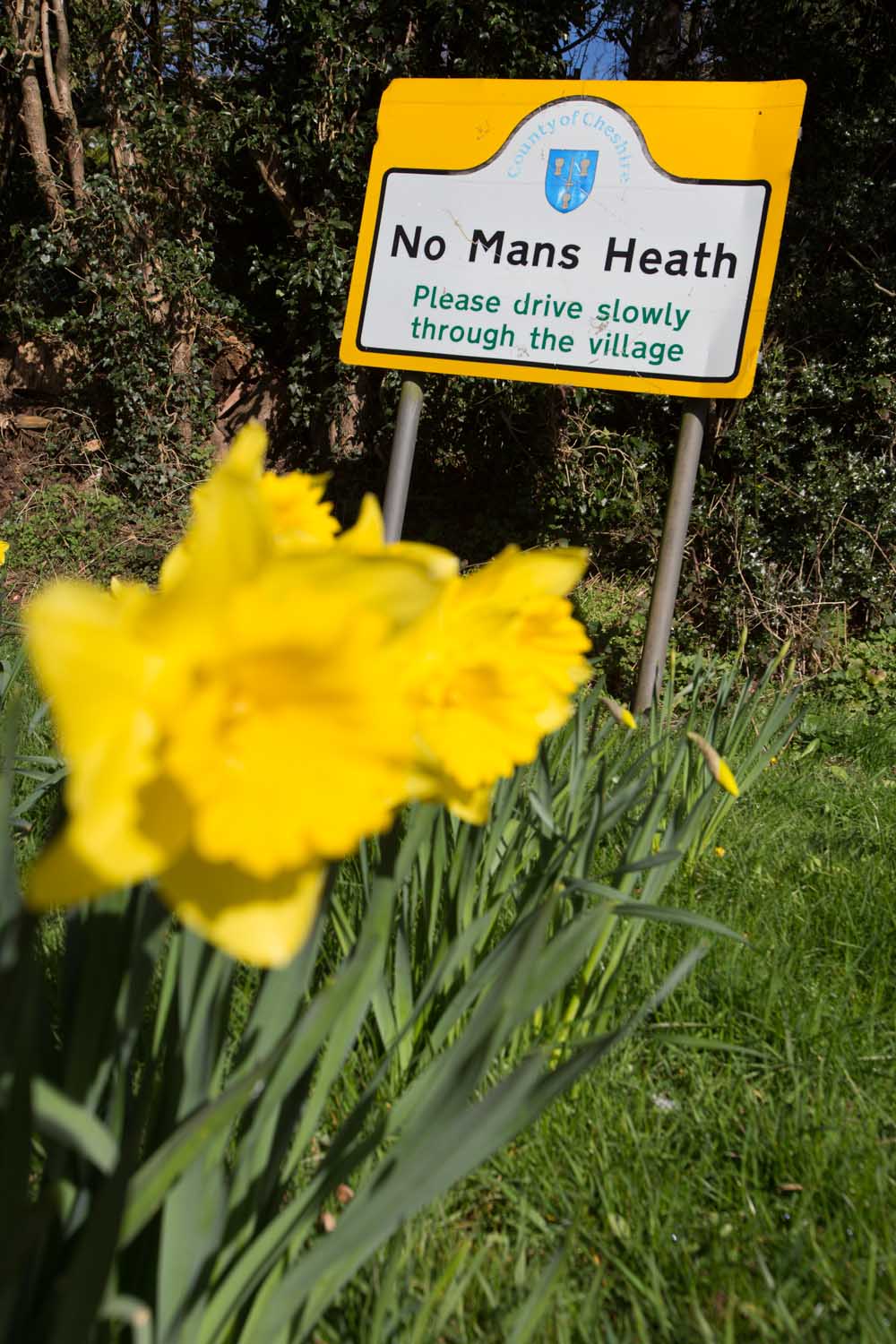 Picturesque spring view of daffodils in full bloom with No Man’s Heath village sign in the background.
