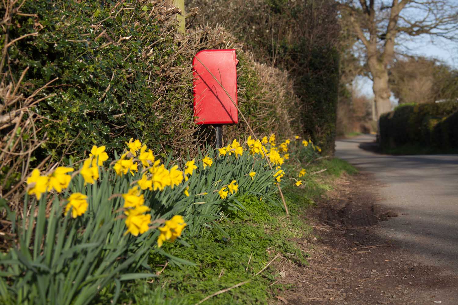 Picturesque spring view of a red post box on Brassey’s Contract Road, in the Cheshire parish of Edge.